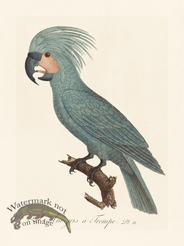 (image for) Barraband Parrot 011