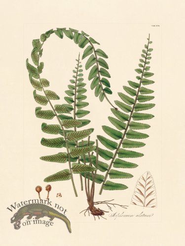 (image for) Hooker Fern 17