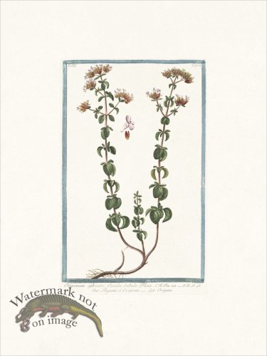 (image for) Bonelli 275 Wild Marjoram