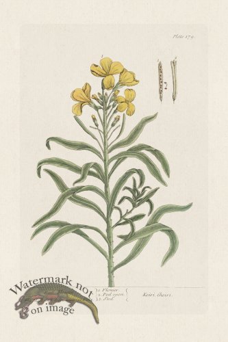 (image for) BEE 179 Wall-Flower