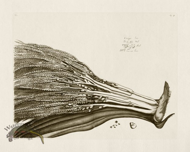 (image for) HORTUS VOL 01 07