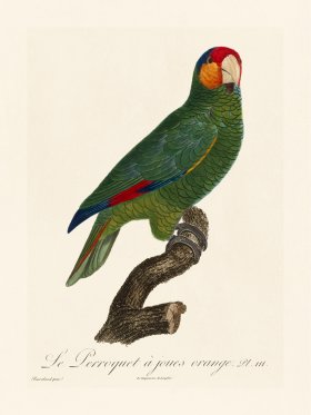 Barraband Parrot 111