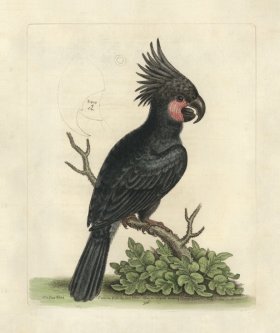 Edwards Parrot 36.jpg