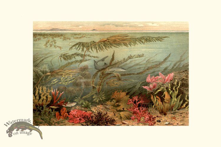 (image for) Underwater 27