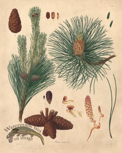 (image for) Lambert Pine 14