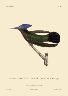 Humming Bird 85