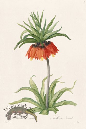 (image for) Les Liliacees Redoute 131