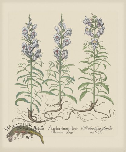 (image for) Besler 159 Colored B2