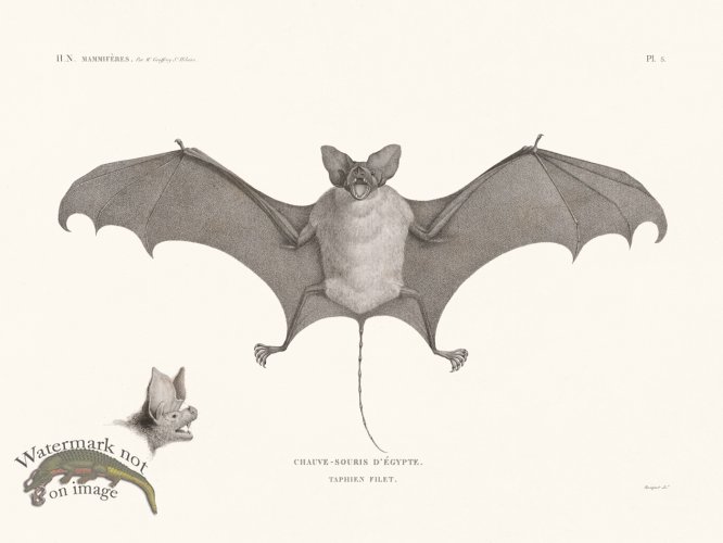 Bats of the World 05