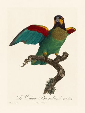 Barraband Parrot 134