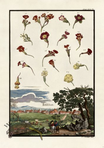 (image for) Volckamer 093