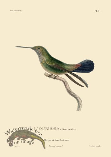 (image for) Humming Bird 91