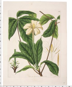 Curtis Botanical 075