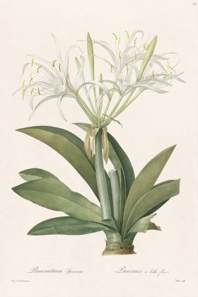 Les Liliacees Redoute 156
