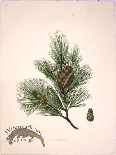 Lawson Pine Cone 12