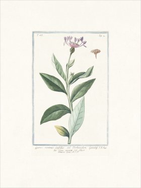 Bonelli 682 mountain cornflowe