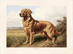 CFA Dog Golden Retriever 01