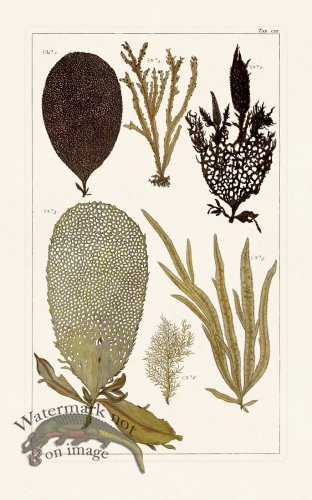 (image for) Seba B2 103