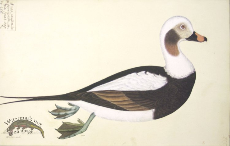 255 Swedish Birds . Anas Hyemalis, Long-tailed Duck, Male