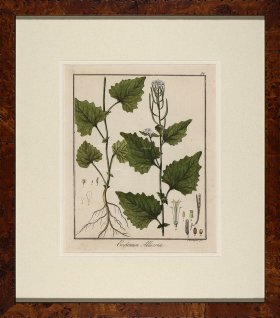 Hayne's Botanical in Burl 01