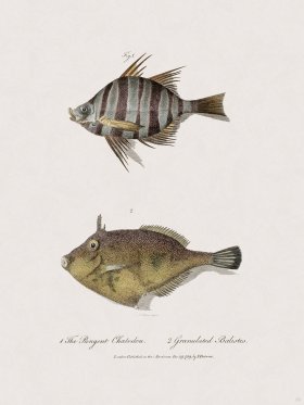 39 New Holland Caffowary