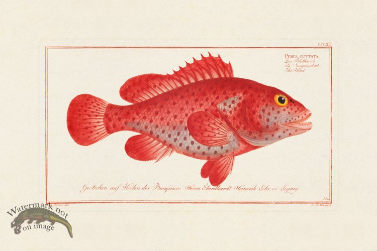 (image for) BLOCH FISH 312