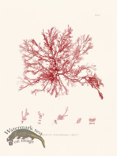 (image for) Bradbury Seaweed 101