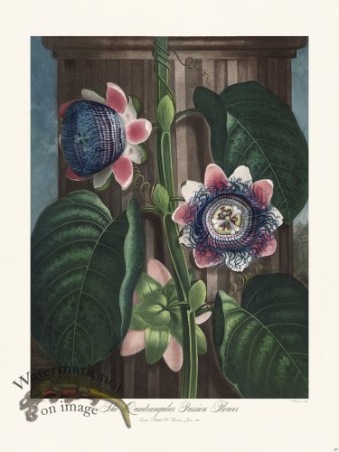 (image for) 20 The Quadrangular Passion Flower