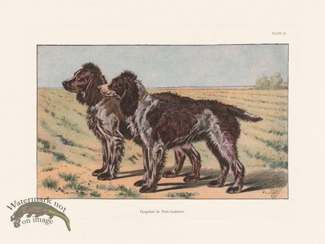 (image for) Les Chiens 012