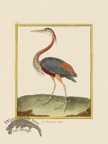 (image for) Martinet Bird 788
