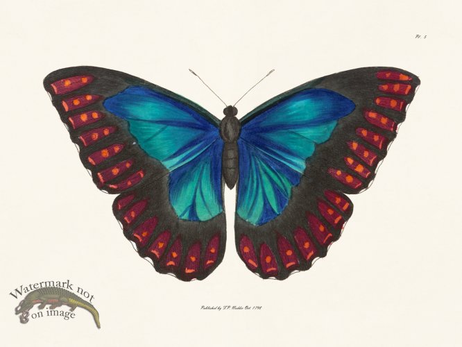 (image for) Nodder BF 05