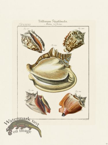 (image for) Martini Shells 034