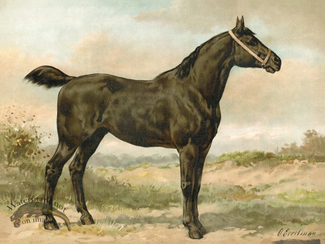 (image for) Irish Horse by Eerelman