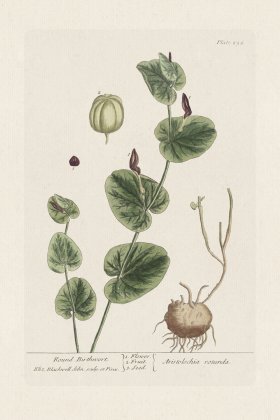 BEE 256 Round Birthnort