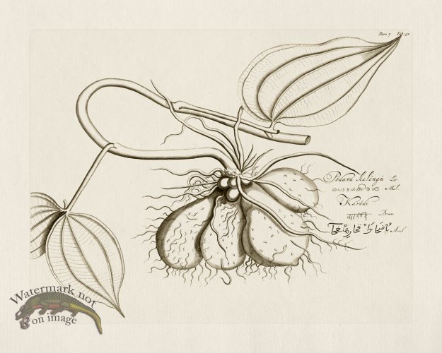 (image for) HORTUS VOl 07 51