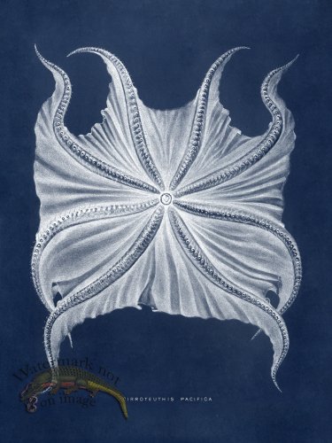 (image for) Octopus Blue 06