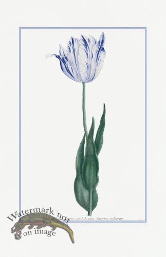 (image for) Blue Weinmann S 20