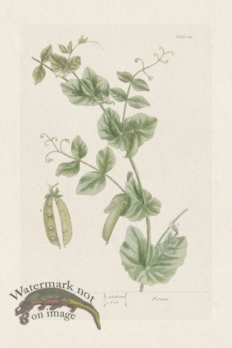 (image for) BEE 083 Peas