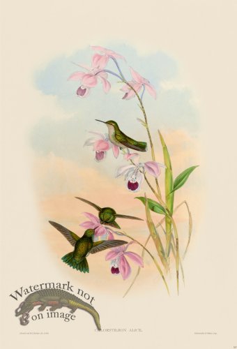 (image for) Gould Hummingbird 357