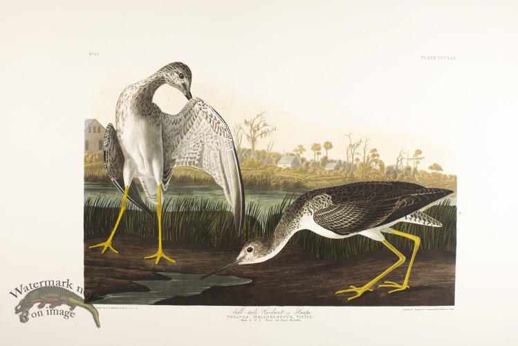 (image for) Tell-Tale Godwit