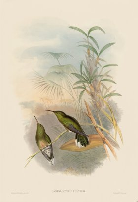 Gould Hummingbird 052