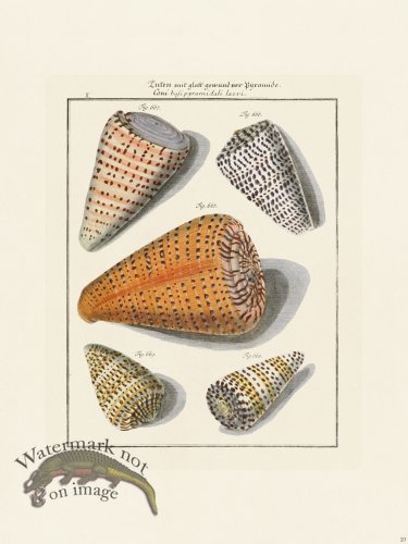 (image for) Martini Shells 023