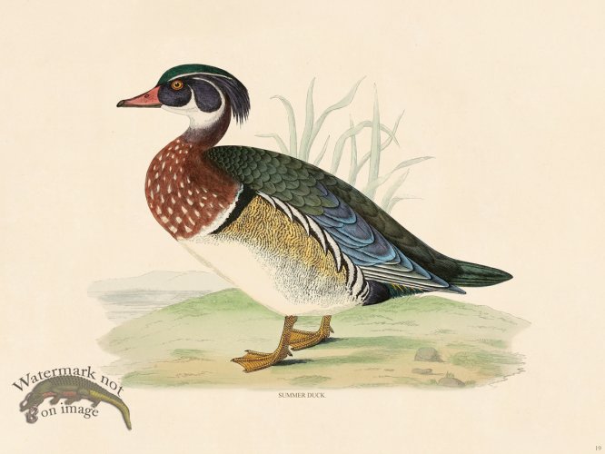 (image for) 19 BGB Summer Duck