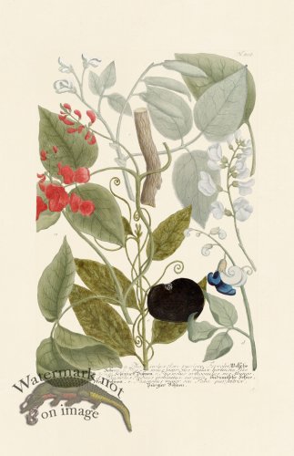 (image for) Weinmann PL 808