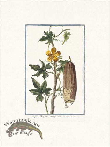 (image for) Bonelli 062 Sponge gourd