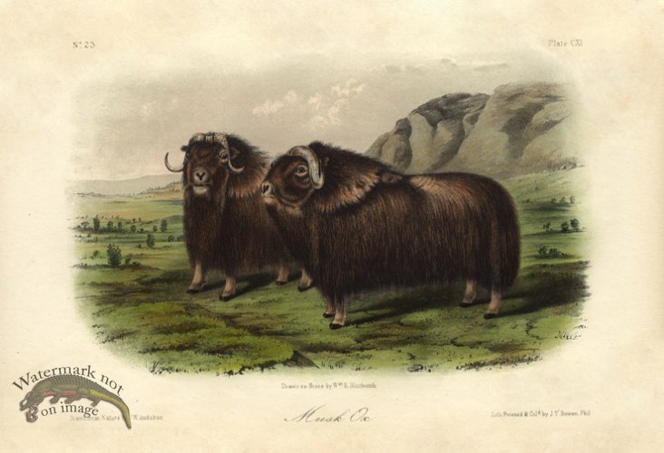 Musk Ox