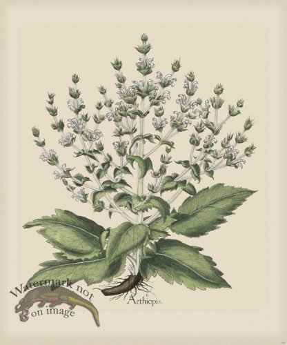 (image for) Besler 240 Colored B2