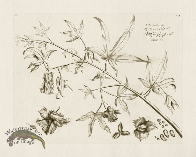 (image for) HORTUS VOL 01 31