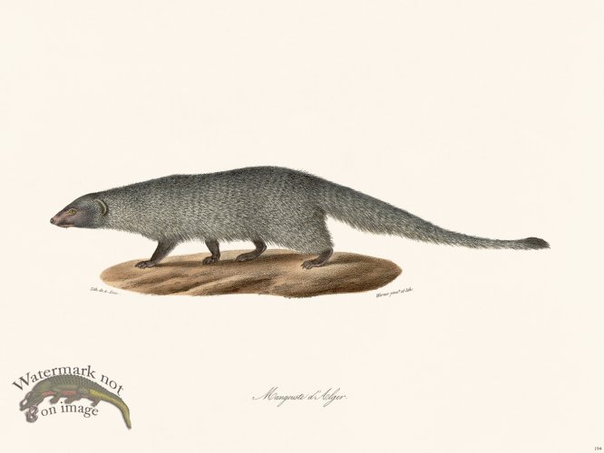 (image for) Cuvier 194 Mongoose Of Algiers