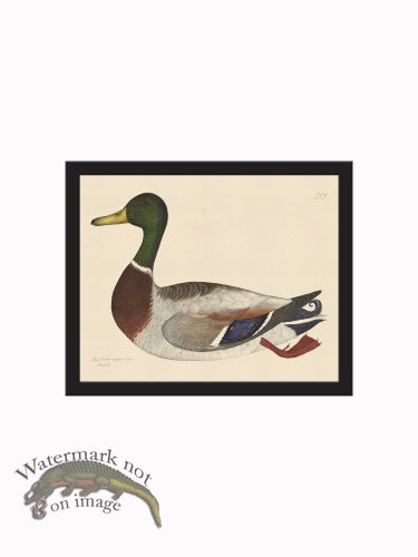 (image for) Rudbeck CFA_BF 247